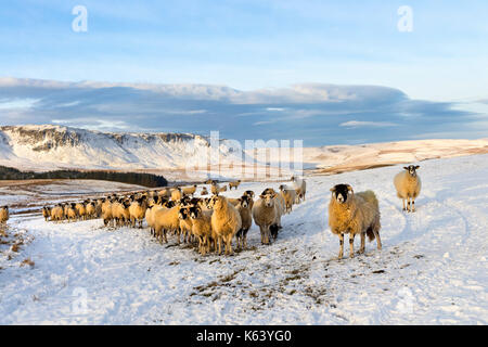 Schafe Warten auf den Winter Füttern mit Cronkley fiel hinter, Wald-in-Teesdale, Obere Teesdale, County Durham, UK Stockfoto