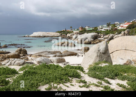 Boulders Beach, Kapstadt, Südafrika, Haus zu einer Kolonie afrikanischer Pinguine Spheniscus demersus. Stockfoto