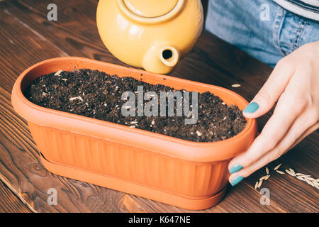 Frau Bewässerung die Samen in einem Blumentopf close-up Stockfoto