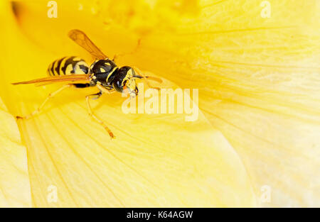 Biene auf einer Blüte Stockfoto