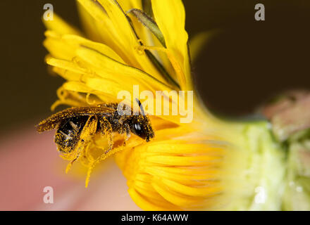 Honey Bee Pollen sammeln Stockfoto