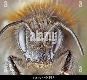 Super-Makro einer Biene Stockfoto