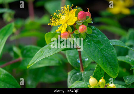 Johanniskraut (Hypericum inodorum), Blüten und Früchte, Deutschland Stockfoto