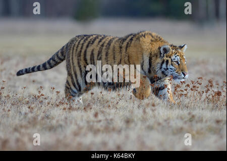 Sibirische Tiger (Panthera tigris altaica), in einem nahe gelegenen Wiese, Captive, Mähren springen, Tschechische Republik Stockfoto