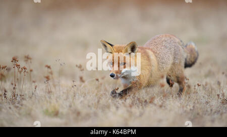 Red Fox (Vulpes vulpes), läuft in der Wiese, Mähren, Tschechien Stockfoto