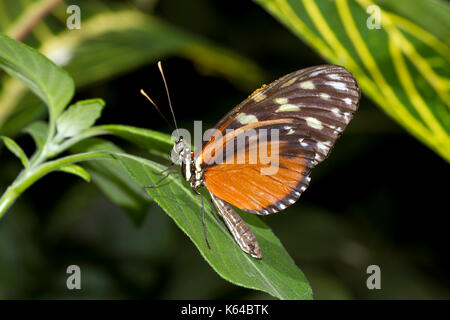 Tiger Longwing (Heliconius captice hecale), Stockfoto