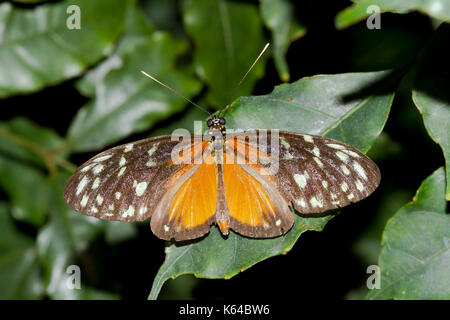 Tiger Longwing (Heliconius captice hecale), Stockfoto