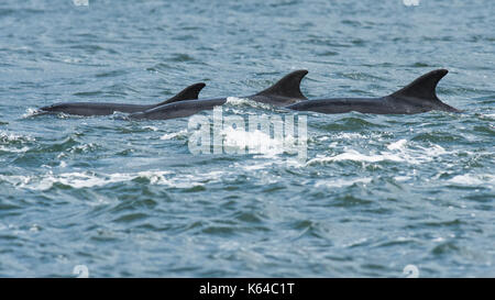 Tümmler (Tursiops truncatus), Rückenflossen, Chanonry Point, Moray Firth, Inverness, Schottland Stockfoto