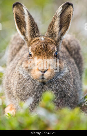 Schneehase (Lepus timidus) sitzt in Habitat, Sommer Mantel, Cairngroms Nationalpark, Highlands, Schottland, Großbritannien Stockfoto