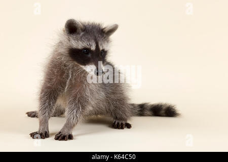 Waschbär (Procyon Lotor), Kätzchen, Sitzen, Alter 4 Monate, Captive Stockfoto