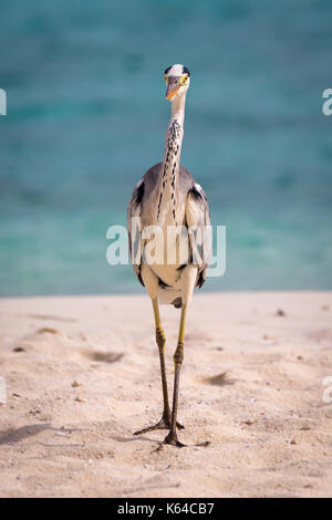 Graureiher (Bereich cinerea) am Strand ist zu Fuß in Richtung Kamera, Gangehi Island, Ari-Atoll, Malediven Stockfoto
