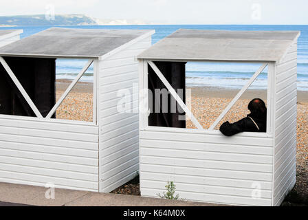 Weymouth, Großbritannien. 11 Sep, 2017. UK Wetter. Die Menschen machen den Großteil der ungerade, sonnigen Bann auf einer ansonsten kalten und grauen Tag in Weymouth Sands Credit: stuart Hartmut Ost/Alamy leben Nachrichten Stockfoto