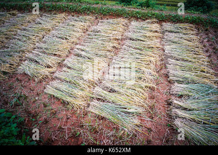 Ernte von Reis auf dem Feld am Sommer im Norden von Vietnam. Stockfoto