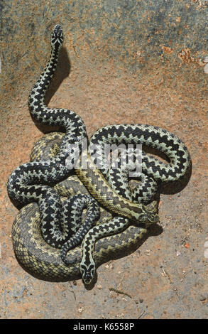 Basilisken oder nördlichen Viper Vipera berus. Sexuell dimorphic in Farbe. Zwei Männchen mit einem Weibchen. Auf einem Rost aus Blech. Ectothermic. Stockfoto