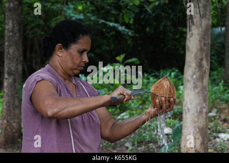 Sri Lanka - Januar 1, 2017: eine Frau das Schneiden einer Kokosnuss, während ein Dorf Safari. Stockfoto