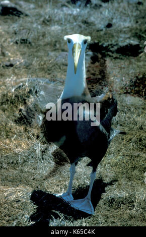 Winkte Albatross, Diomedea irrorata, espagnola Island, Galapagos, Humor Stockfoto