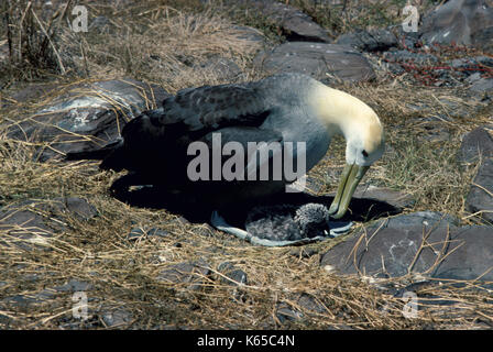 Winkte Albatross, Diomedea irrorata, mit Küken im Nest, espagnola Island, Galapagos,. Stockfoto