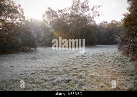 Burnham Beeches, Großbritannien - 7 November 2016: Frosty Herbst Landschaft bei Burnham Beeches in Buckinghamshire Stockfoto