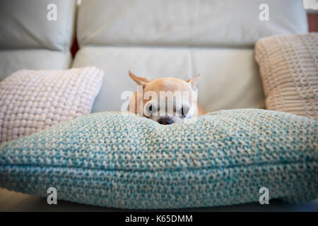 Chihuahua Hund sitzen auf Kissen im Innenbereich Stockfoto