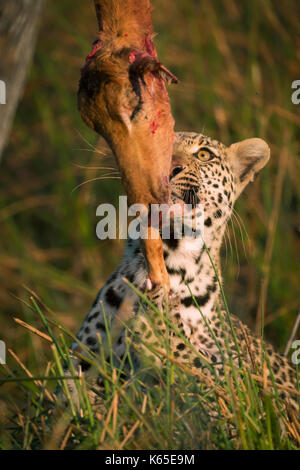Junge leopard Essen Impala, Kwai, Botswana Stockfoto
