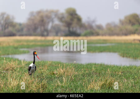 Saddle Billed Stork (Ephippiorhynchus senegalensis) Angeln in Kwai River, Botswana Stockfoto