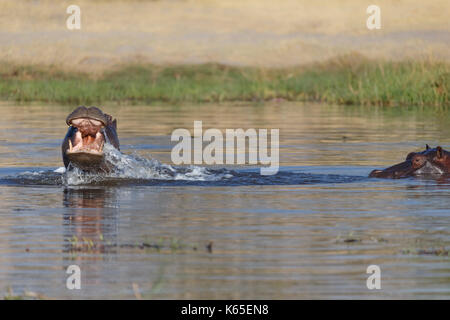 Der junge Hippo playfighting in Kwai River, Botswana Stockfoto