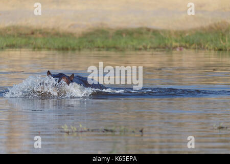 Der junge Hippo playfighting in Kwai River, Botswana Stockfoto