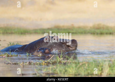 Der junge Hippo playfighting in Kwai River, Botswana Stockfoto