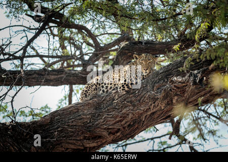 Leopard (Panthera pardus) im Baum, Kwai, Botswana, Stockfoto