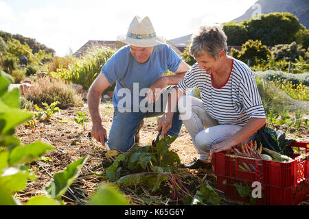 Reifes Paar Ernte Rote Bete auf die Zuteilung Stockfoto