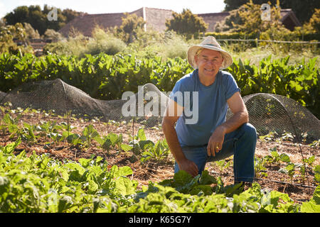 Portrait von reifer Mann Ernte Rote Bete auf Zuteilung Stockfoto