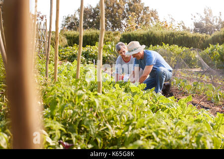 Reifes Paar Ernte Rote Bete auf die Zuteilung Stockfoto