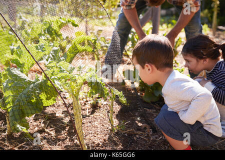 Vater und Kinder auf der Suche nach Kulturen, auf Zuteilung Stockfoto