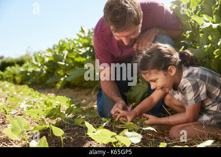 Vater und Tochter suchen Bei jungen Pflanzen wachsen auf Zuteilung Stockfoto