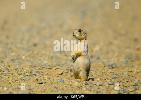 White-tailed Prairie Dog Cynomys leucurus Arapaho National Wildlife Refuge, südlich von Walden, Colorado, United States vom 8. Juli 2017 unreifen S Stockfoto