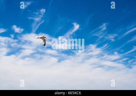 Ring in Rechnung Möwe im Flug vor einem blauen Himmel mit weißen wispy cirrus Wolken im Sommer Stockfoto