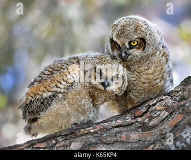 Great Horned Owl Küken anstarren, Fotograf Stockfoto