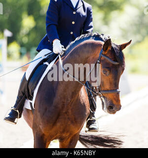 Bucht Pferd mit Reiter reiten auf dressurviereck. Pferdesport Hintergrund Stockfoto