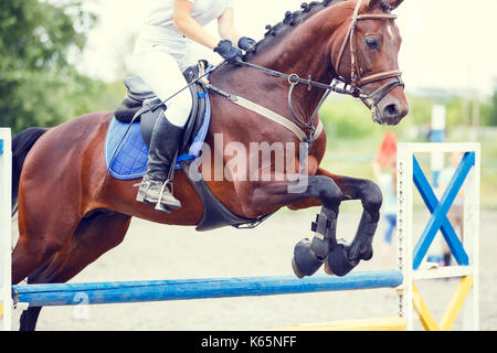 Bucht Pferd mit Reiter springen über Hindernis auf Springturnier Stockfoto