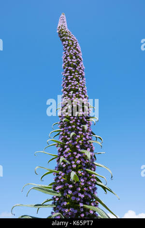 Blume, Baum Natternkopf (Echium pininana), native auf La Palma in Cornwall, England, Großbritannien Stockfoto