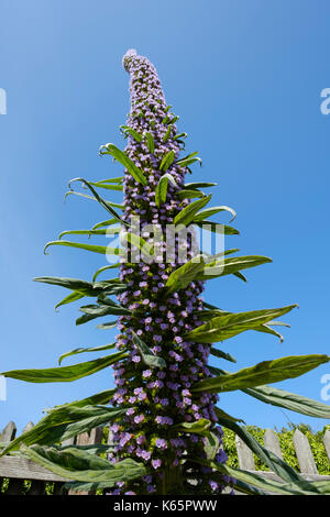 Blume, Baum Natternkopf (Echium pininana), native auf La Palma in Cornwall, England, Großbritannien Stockfoto