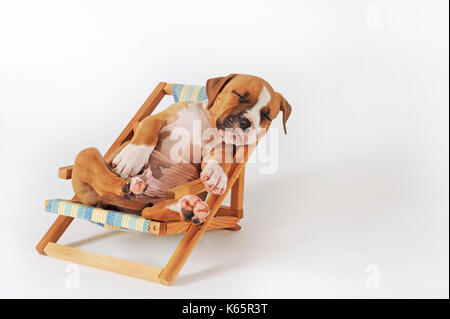 American Staffordshire Terrier, Welpen, 7 Wochen alt, rot-weiß Stockfoto