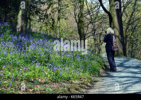 Frau Fotos von Glockenblumen in Strid Holz, Bolton Abbey Teil der Dales Weg lange Strecke Fußweg, Wharfedale, Yorkshire, England, UK. Stockfoto