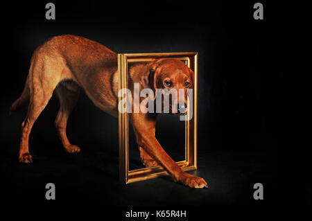 Labrador Retriever, der Linie, Gelb, männlich Stockfoto