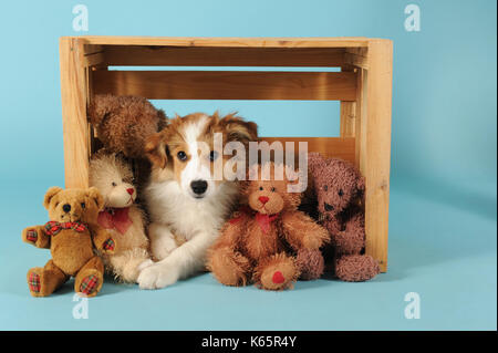 Border Collie, Sable, Welpen, 14 Wochen alt Stockfoto
