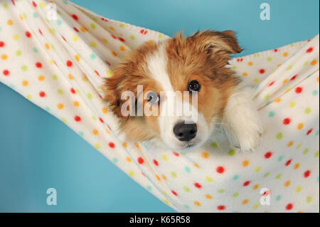Border Collie, Sable, Welpen, 14 Wochen alt Stockfoto