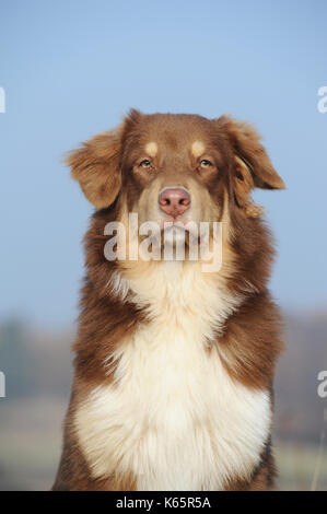 Australian Shepherd, männlich, red Tri Stockfoto