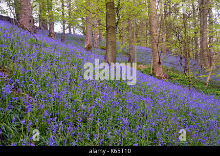 Schräge Bank von Wilden gemeinsamen Bluebells in Strid Holz, Bolton Abbey Teil der Dales Weg lange Strecke Fußweg, Wharfedale, Yorkshire, England, UK. Stockfoto