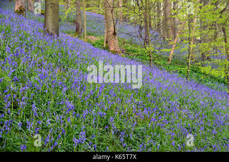 Schräge Bank von Wilden gemeinsamen Bluebells in Strid Holz, Bolton Abbey Teil der Dales Weg lange Strecke Fußweg, Wharfedale, Yorkshire, England, UK. Stockfoto