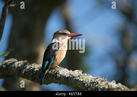 Braun - hooded Kingfisher (Halcyon albiventris) sitzt auf Zweig, Eastern Cape, Südafrika Stockfoto